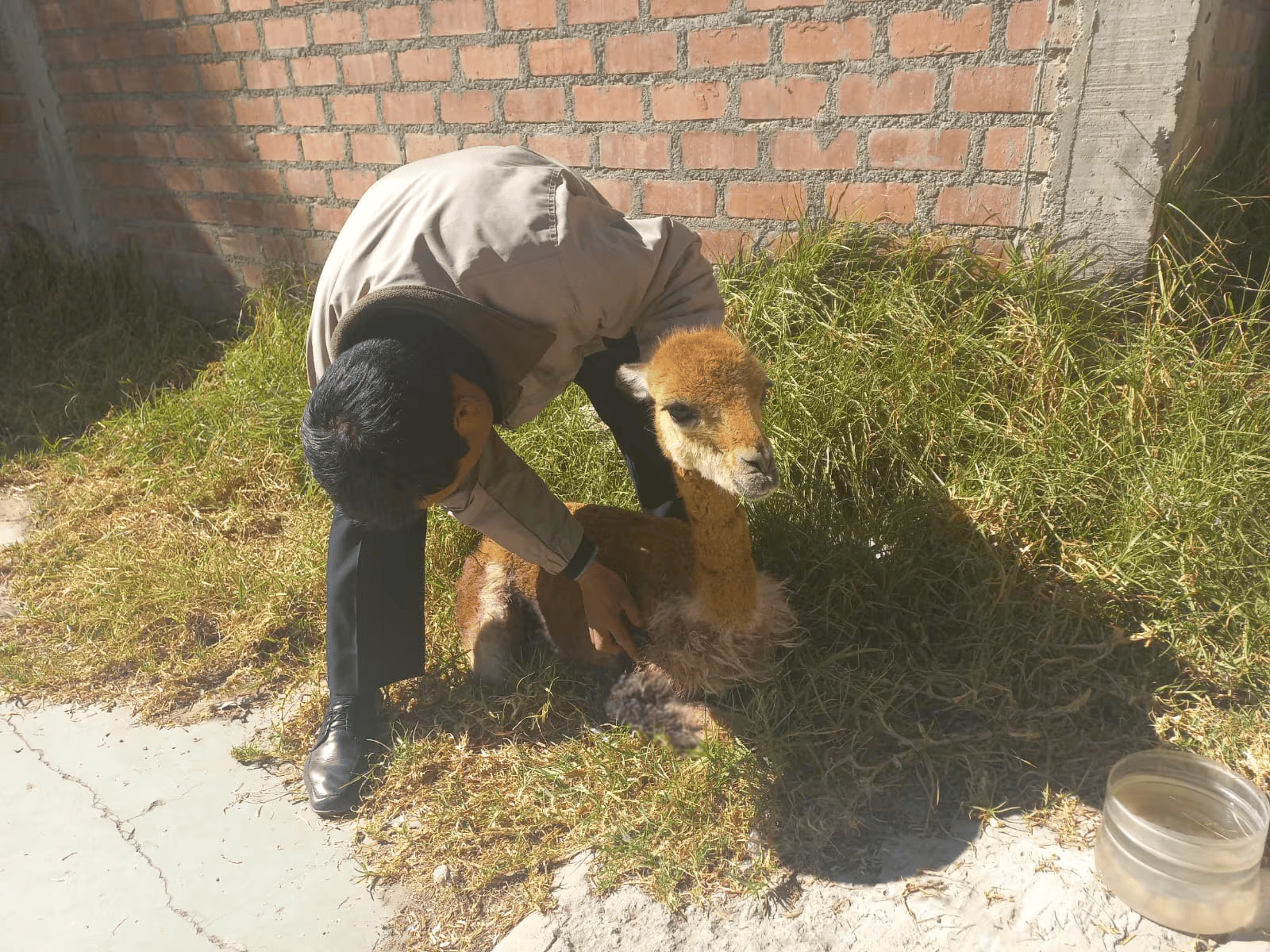 Rescatan y liberan a una vicuña tras sufrir un accidente en carretera de Tarma